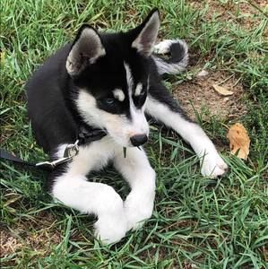 Meet your Posher, Dan